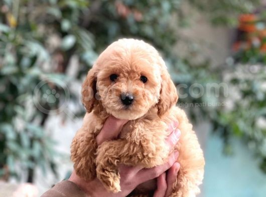 Çok Tatlı, Toypoodle Yavrumuz Sizlerle