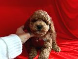 Red Brown Toy Poodle