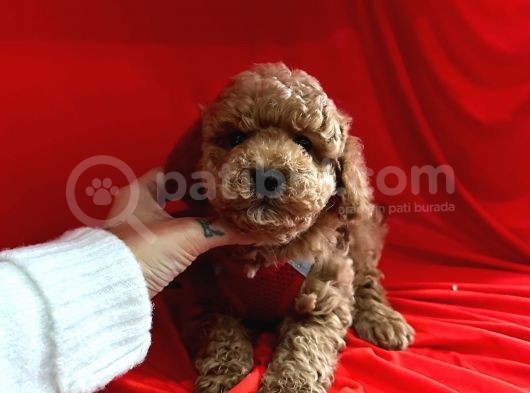 Red Brown Toy Poodle görsel