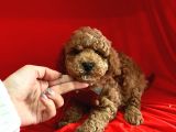 Red Brown Toy Poodle