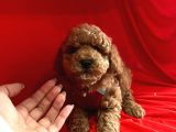 Red Brown Toy Poodle