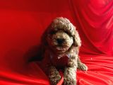 Red Brown Toy Poodle