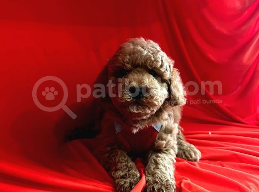 Red Brown Toy Poodle