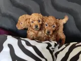 Sevimli Toy Poodle A Scr Li̇ Bebekler