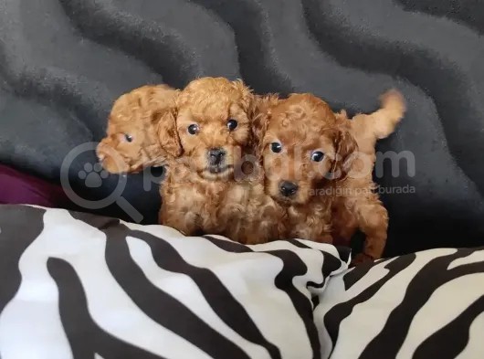 Sevimli Toy Poodle A Scr Li̇ Bebekler görsel