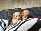 Sevimli Toy Poodle A Scr Li̇ Bebekler