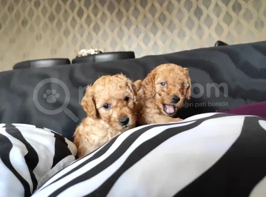 Sevimli Toy Poodle A Scr Li̇ Bebekler görsel