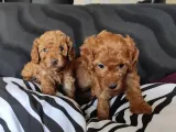 Sevimli TOY POODLE A SCR Lİ BEBEKLER