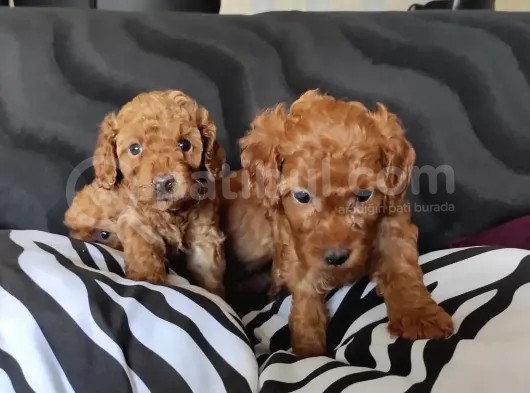 Sevimli Toy Poodle A Scr Li̇ Bebekler