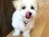 Uygun Fiyat, İstanbul'da Elden Teslim Maltipoo Yavrumuz
