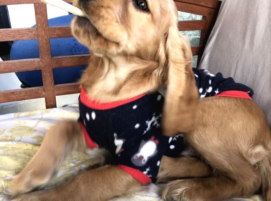Oyuncu Birbirinden Tatlı İngiliz Cocker Yavrularımız