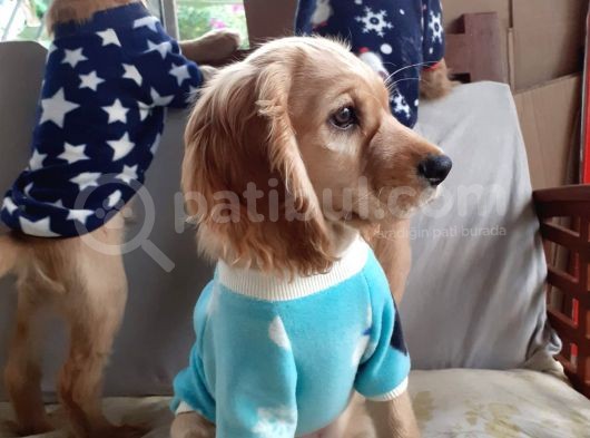 Oyuncu Birbirinden Tatlı İngiliz Cocker Yavrularımız görsel