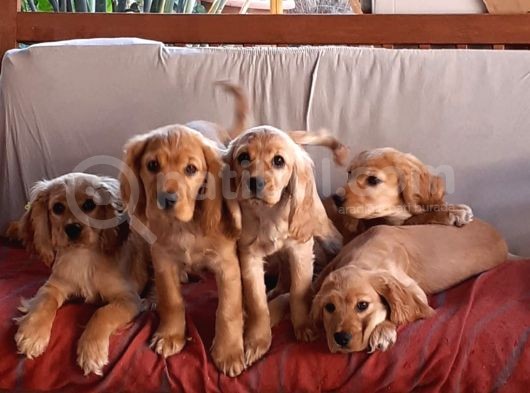 Oyuncu Birbirinden Tatlı İngiliz Cocker Yavrularımız görsel