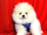 Safkan Ayıcık Surat  Pomeranian Boo Yavrularımız
