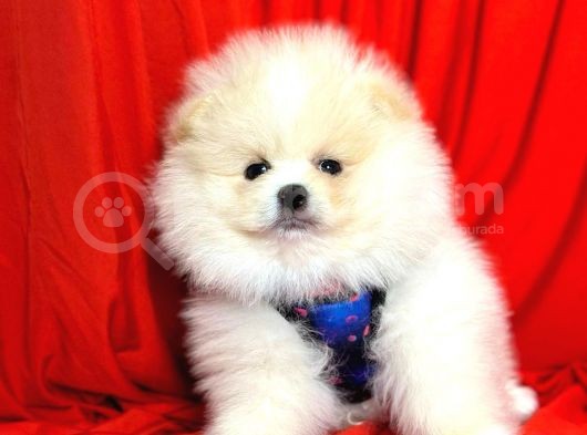 Safkan Ayıcık Surat  Pomeranian Boo Yavrularımız görsel