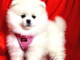 Safkan Ayıcık Surat  Pomeranian Boo Yavrularımız