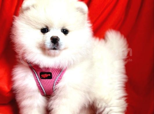 Safkan Ayıcık Surat  Pomeranian Boo Yavrularımız görsel