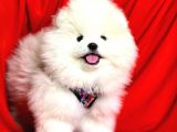 Safkan ayıcık surat  pomeranian boo yavrularımız