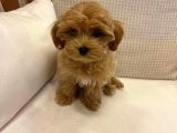 Muhteşem Kalite Maltipoo Yavruları