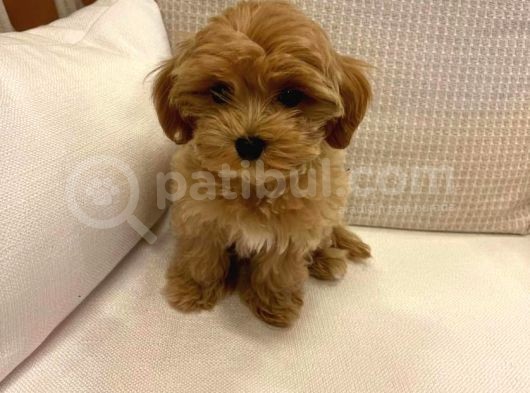 Muhteşem Kalite Maltipoo Yavruları görsel