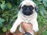 SAFKAN PUG MOPS YAVRULARI