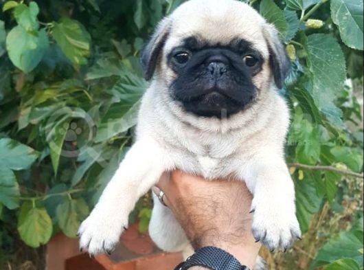 Safkan Pug Mops Yavrulari