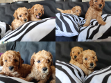 Sevimli Toy Poodle A Scr Li̇ Bebekler