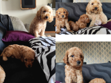 Sevimli Toy Poodle A Scr Li̇ Bebekler