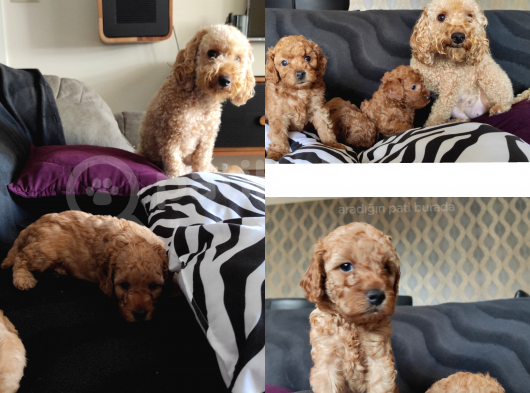 Sevimli Toy Poodle A Scr Li̇ Bebekler görsel