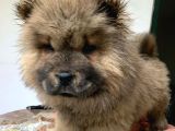 Koca Kafa Chow Chow Yavrulari