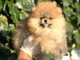 Irk Ve Saglik Garantili Orjinal Pomeranian Bebekler
