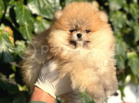 Irk Ve Saglik Garantili Orjinal Pomeranian Bebekler görsel