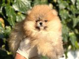 Irk Ve Saglik Garantili Orjinal Pomeranian Bebekler