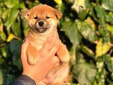 Turkiyede Tek Shiba Inu Bebekler