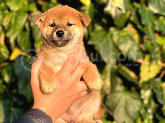 Turkiyede Tek Shiba Inu Bebekler