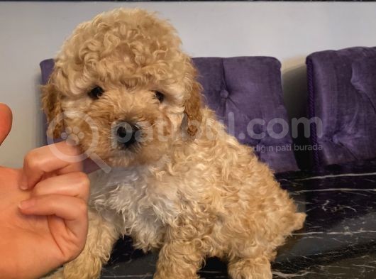 Muhteşem Tüy Yapılarıyla Kıvır Kıvır Poodle Bebekler