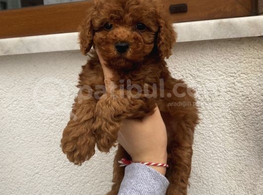 Aşılı Pasaportlu Toypoodle Bebekler görsel