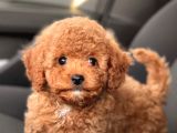 Irk ve Saglik Garantili Poodle Bebekler Ciftligimizden