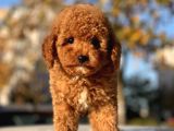 Irk Ve Saglik Garantili Poodle Bebekler Ciftligimizden