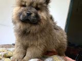Koca Kafa Chow Chow Yavrulari