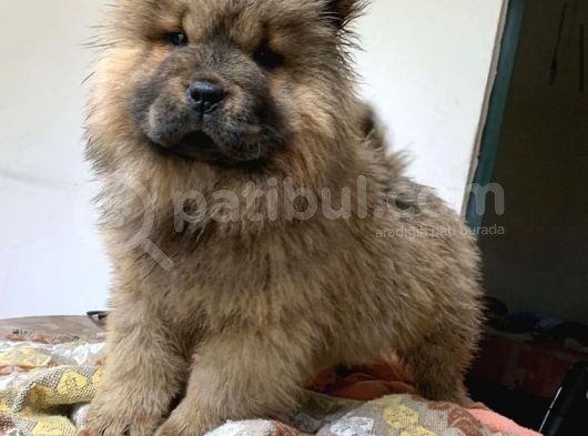 Koca Kafa Chow Chow Yavrulari görsel