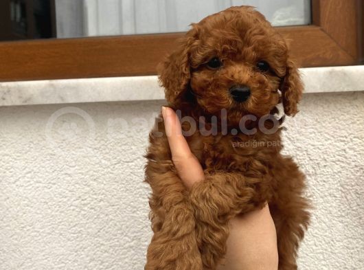 Aşılı Pasaportlu Toypoodle Bebekler görsel