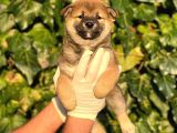 Turkiyede Tek Shiba Inu Bebekler