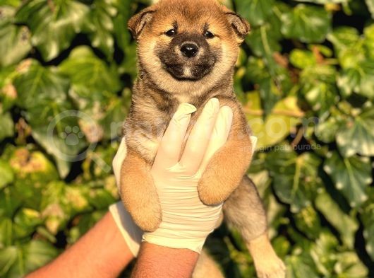 Turkiyede Tek Shiba Inu Bebekler görsel