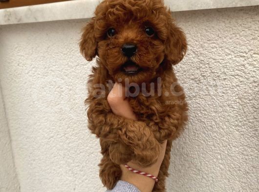 Aşılı Pasaportlu Toypoodle Bebekler