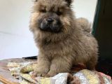 Koca Kafa Chow Chow Yavrulari