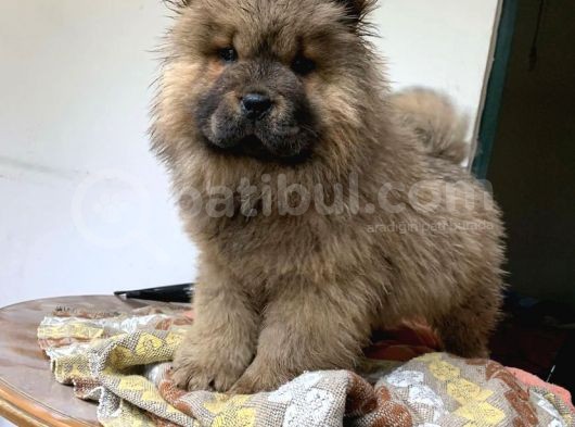 Koca Kafa Chow Chow Yavrulari görsel