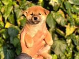 Turkiyede Tek Shiba Inu Bebekler