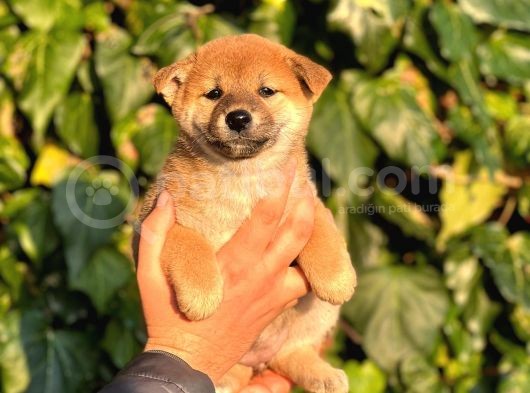 Turkiyede Tek Shiba Inu Bebekler görsel