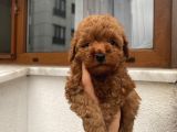 Aşılı Pasaportlu Toypoodle Bebekler